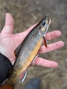 Brook Trout in Lake Superior